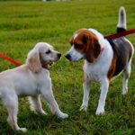 ペットの犬について